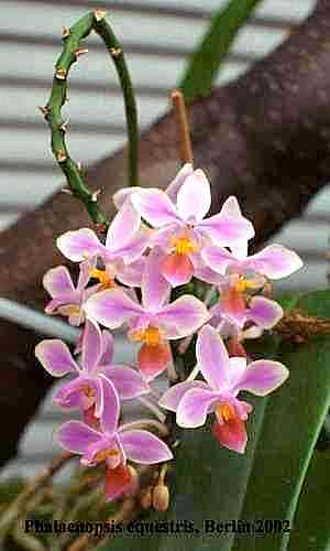 Phalaenopsis equestris 